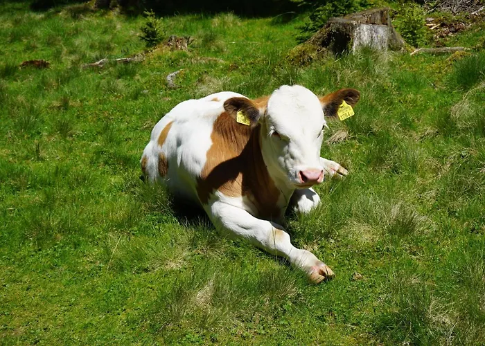 شقة Schrim Fiegler