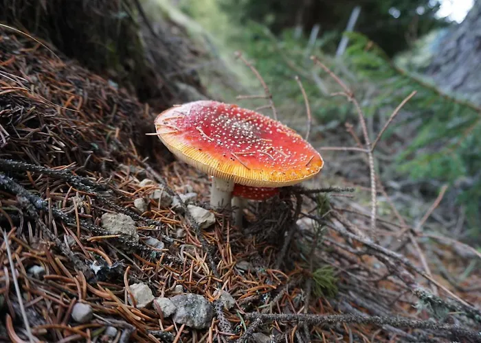 شقة Schrim Fiegler